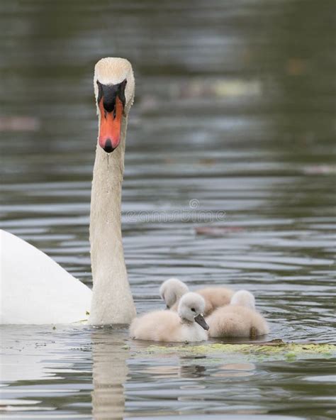 Cygnets With Mother Swan On Water Stock Photo Image Of Newborn