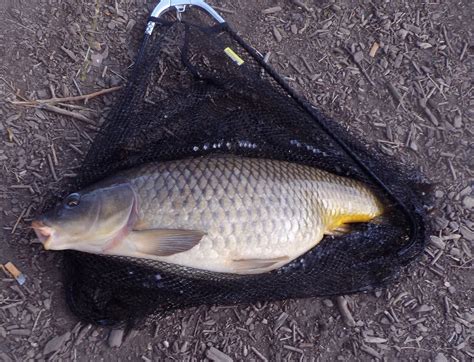 The Great Lakes of NYC: Carp fishing in Prospect Park Lake