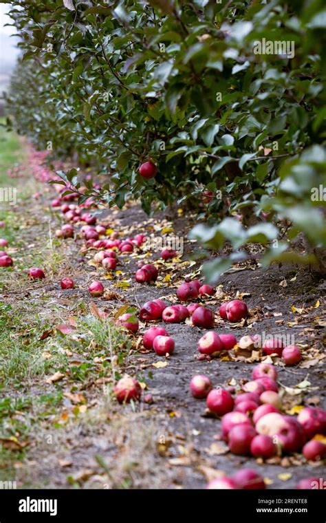 Las frutas demasiado maduras que han caído al suelo no se consideran en