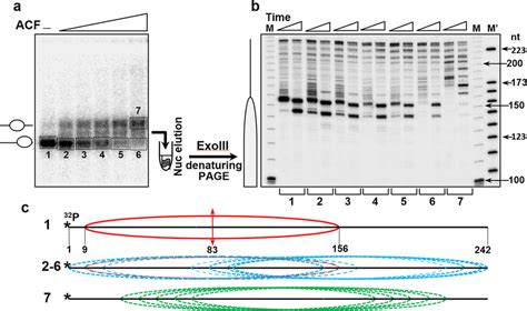 Exonuclease Iii Mapping A End Positioned Nucleosomes Were Download Scientific Diagram