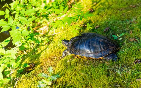 Schildkro?te Foto & Bild | tiere, wildlife, amphibien & reptilien ...