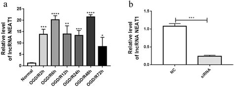 Preliminary Analysis Of Lncrna Neat1 A The Expression Of Lncrna