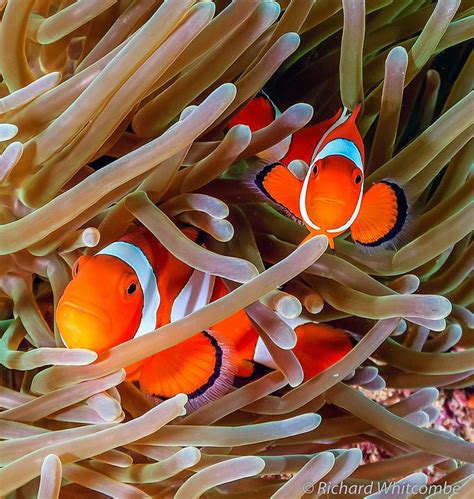 Nemo Great Barrier Reef Wonders Of The World Barrier Reef Australia