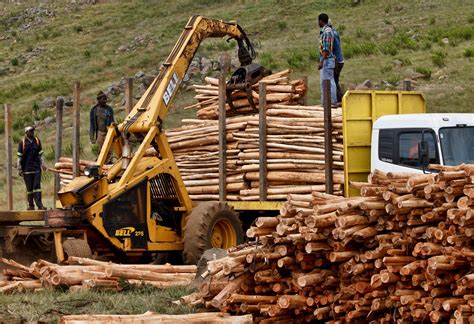 timber logging world crops