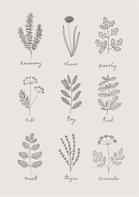 Herbs Drawing