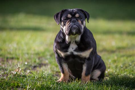 Top Things To Know About The Black English Bulldog Petsmont