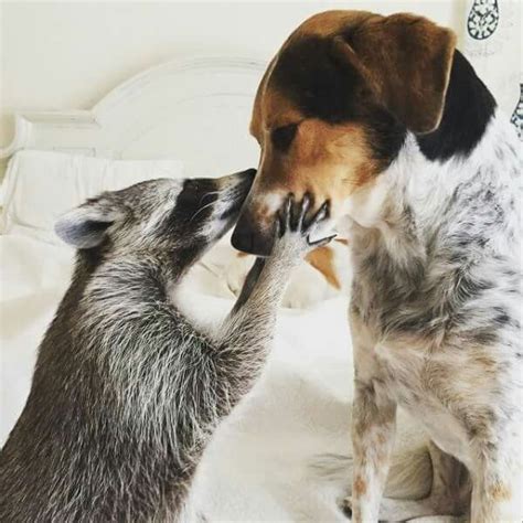 Dog And Raccoon Kiss Animals Friendship Cute Raccoon Animals And Pets