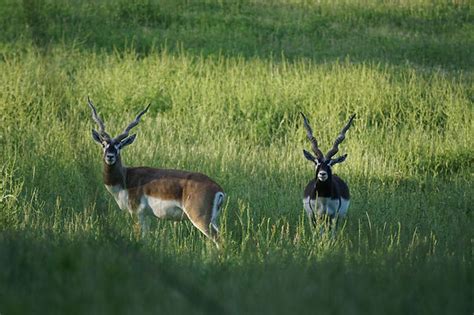 Blackbuck Hunts In Texas Cedar Cove Ranch