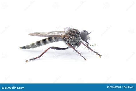 Sandhill Bladetail Machimus Hubbelli A Species Of Robber Fly Robberfly With Mostly Grey And