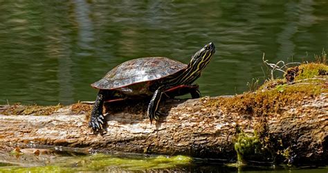 Wakulla County Wildlife Festival 2017