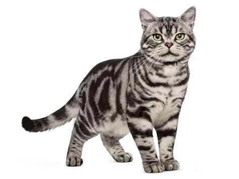 Cat Breeds and Types of Cat | Royal Canin MY