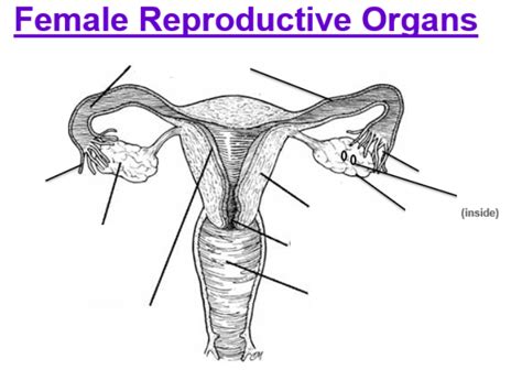 Female Reproductive System Diagram Quizlet