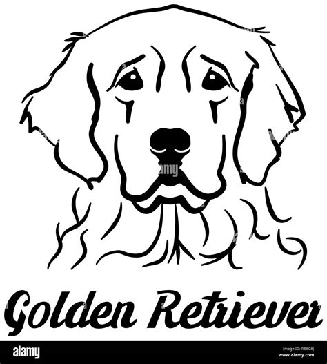 Golden Retriever Silhouette Face Vector Image Of An Dog Golden