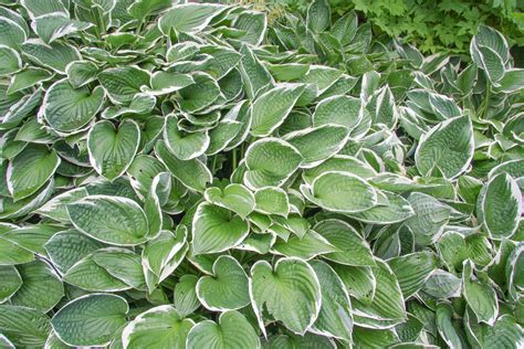 Hosta fortunei 'Francee’ - PictureThis