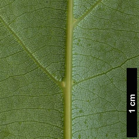 Cinnamomum camphora - Trees and Shrubs Online