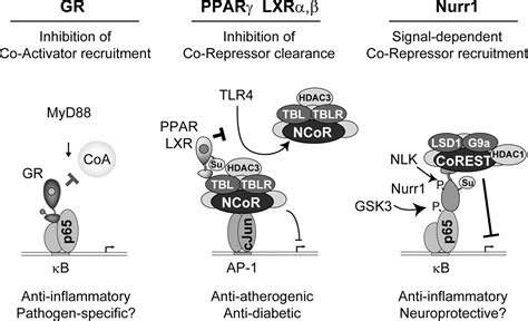 Nuclear Receptors And Inflammation Control Molecular Mechanisms And