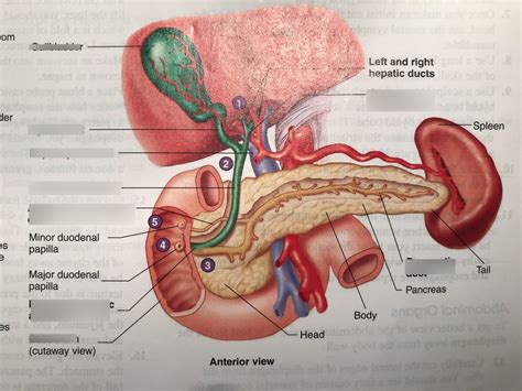 Liver Gallbladder And Pancreas Diagram Quizlet