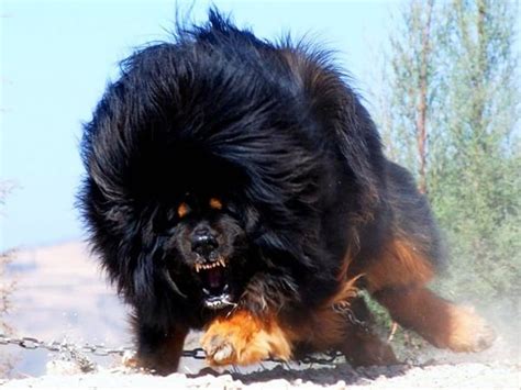 Top 10 Mountain Dog Breeds - Tail and Fur