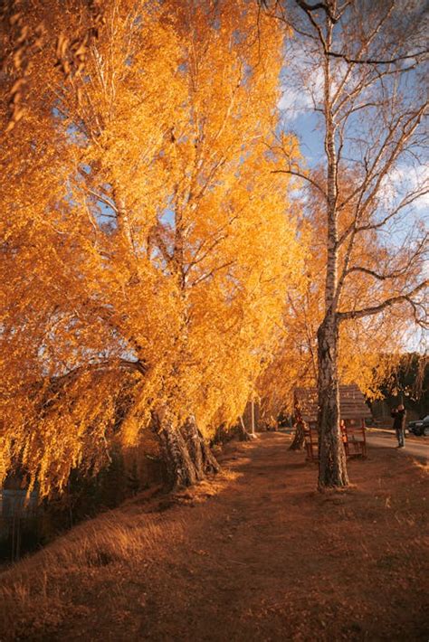 Photo of Tree with Orange Leaves · Free Stock Photo