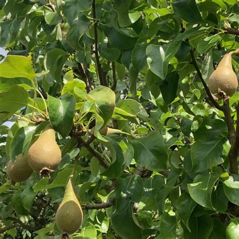 Turn Your Garden Into A Foragers Paradise 7 Essential Foodscaping Ideas