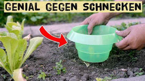 Schneckenkragen Richtig Verwenden Tipps Und Tricks Zum Schutz Von