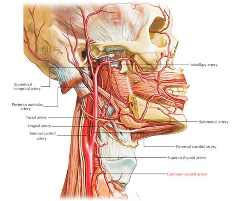 Carotid pulse - tiklomovement