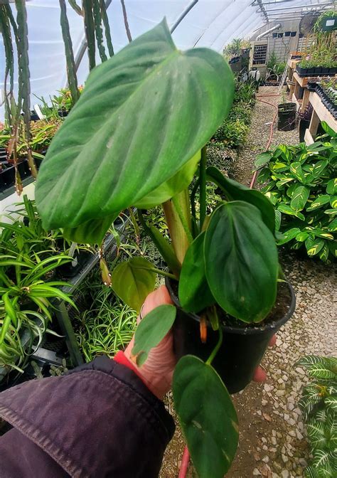 Philodendron Nangaritense Fuzzy Petiole Etsy