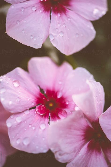 Waterdrops On A Pink Blossom Close Up By Stocksy Contributor Ina