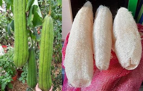 C Mo Cultivar Esponjas Vegetales Luffa Y Sus Cuidados