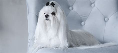 Maltese: Breed Information, Characteristics, and Facts