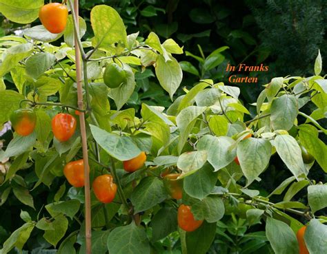 Baum Chili Canario Capsicum pubescens große Früchte mehrjährig 10