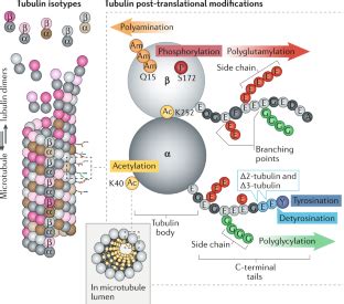 The Tubulin Code And Its Role In Controlling Microtubule Properties And