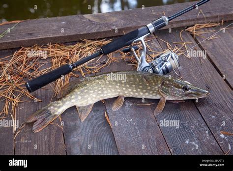 Freshwater Northern Pike Fish Know As Esox Lucius And Fishing Rod With