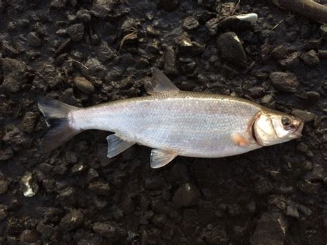 Species #77 — Blue Chub – CaughtOvgard