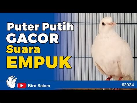 Burung Puter Putih Gacor Suara Empuk Bikin Adem Suasana Puter Lokal