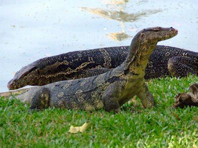 buku anak indonesia biawak