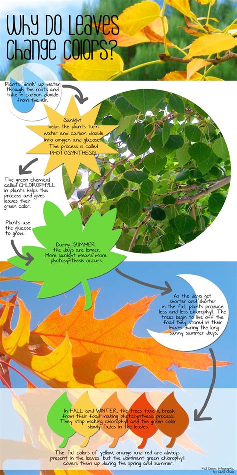 Why Do Leaves Change Colors In Fall Leaves Changing Color Color