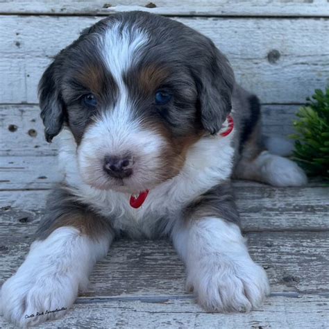 Willow Female F1 Mini Blue Merle 4000 Reserved Castle Rock Bernedoodles