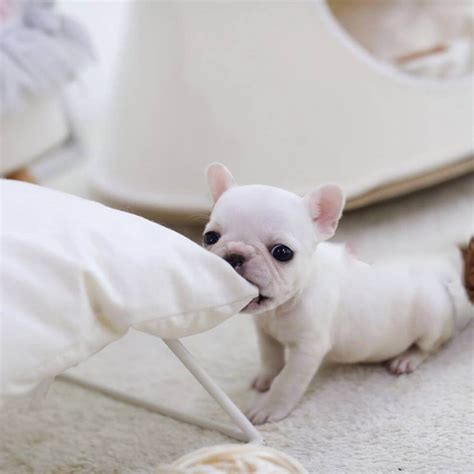 Sara Mini White French Bulldog Tiny Teacup Pups Designer Puppies