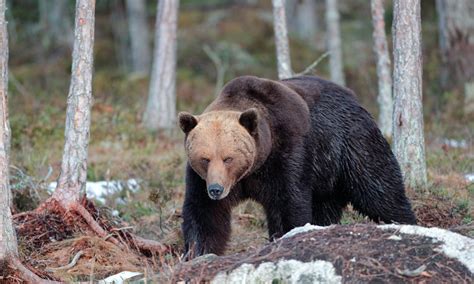 Orso MJ5 Il Tar Sospende L Ordinanza Di Abbattimento Le Associazioni