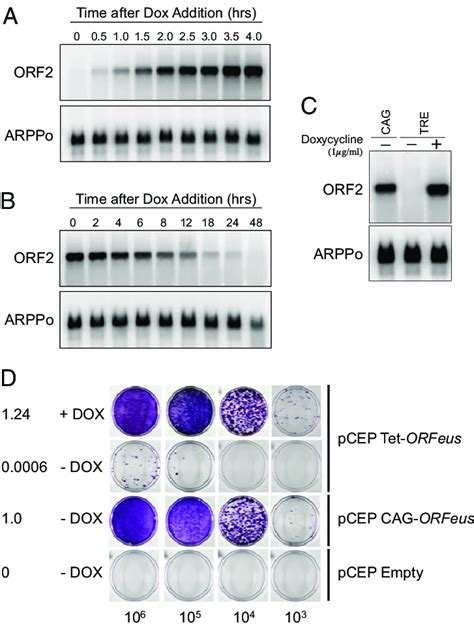 Generation Of A Conditional Line Retrotransposon A Total Rna Blot