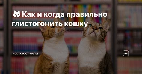 🐱Как и когда правильно глистогонить кошку | Нос, хвост, лапы | Дзен