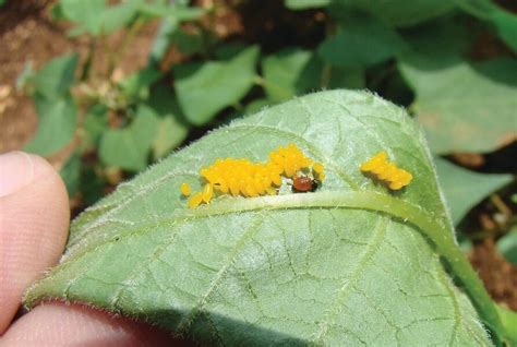 Patates Böceği Leptinotarsa Decemlineata Tanımı Yaşayışı Zarar Şekli Ve Mücadelesi