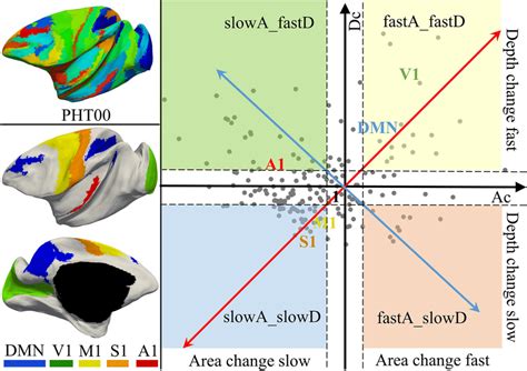 Default Mode Network Dmn Primary Cortices V1 S1 M1 And A1 And Download Scientific