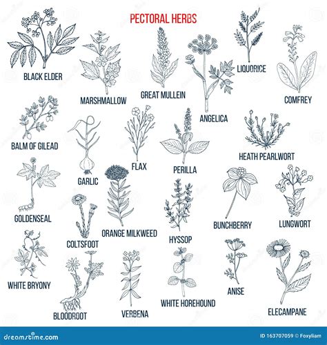 Set Of Pectoral Herbs Stock Vector Illustration Of Floral