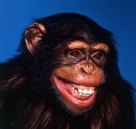 Chimpanzee Smiling