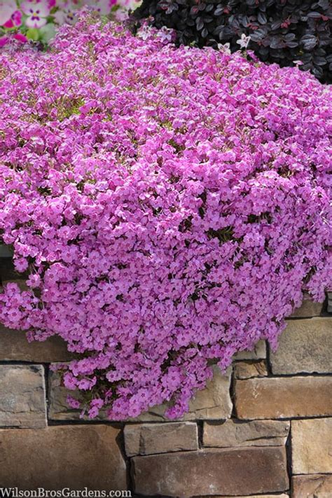 Buy Pink Creeping Phlox Free Shipping Pack Pint Pots