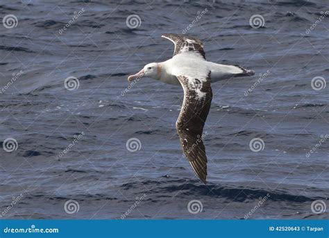 Wandering Albatross Flying Over Waters Atlantic Stock Photos - Free ...