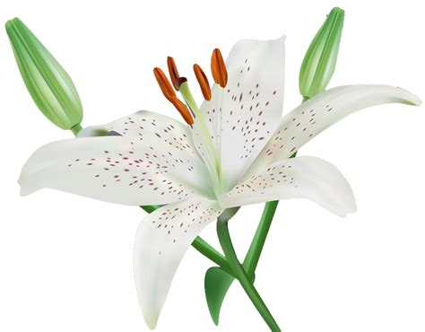 Lilium Png Transparent Image Download Size 640x500px