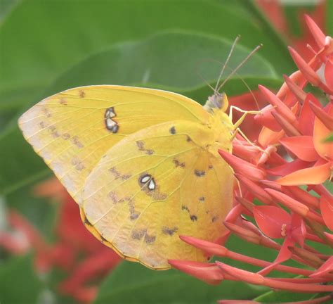 Butterfly Barra De Navidad Jalisco Mexico Leah Moffatt Flickr